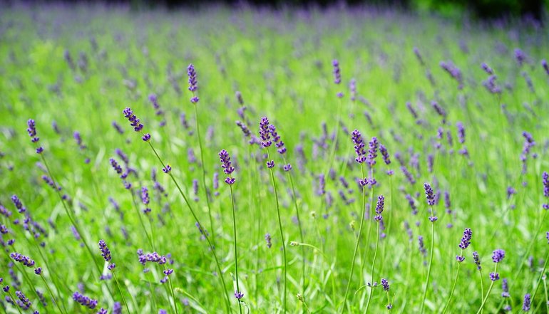 Lilac Cottageb Andb